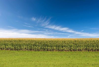 Corn Falls on Monday as Crude Oil Retreats, Ratings Fall After the Close
